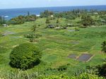 Taro Fields
